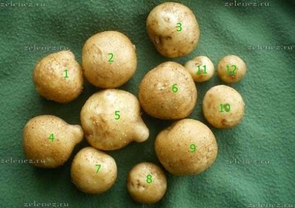 Вирощування картоплі в відрі, мій сад і город