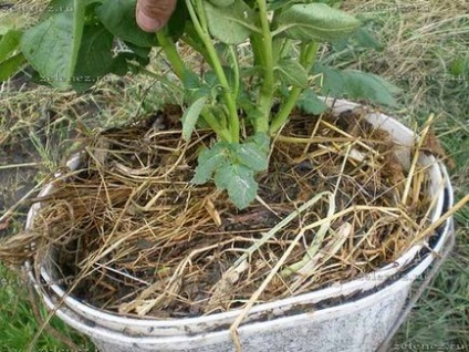 Cultivarea cartofilor într-o găleată, grădina și grădina mea
