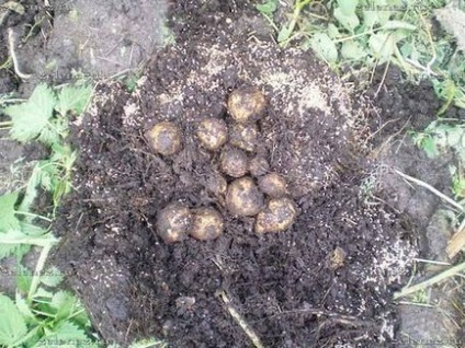 Cultivarea cartofilor într-o găleată, grădina și grădina mea