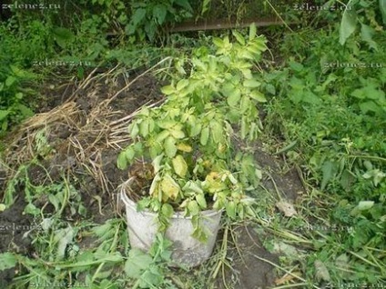 Burgonya termesztése egy vödör, a kert és gyümölcsös