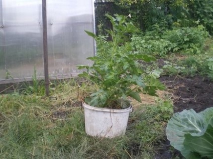 Burgonya termesztése egy vödör, a kert és gyümölcsös
