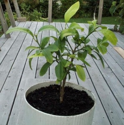 Вирощування лимонного дерева в домашніх умовах