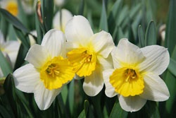 Cultivare bulbous - reguli de plantare, consiliere și îngrijire - un portal de flori este gradina ta!