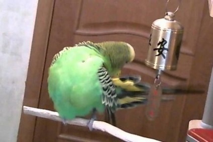 Budgerigar karcolás fő oka a viszketés