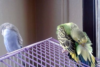 Хвилястий папуга свербить основні причини сверблячки