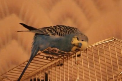 Budgerigar karcolás fő oka a viszketés