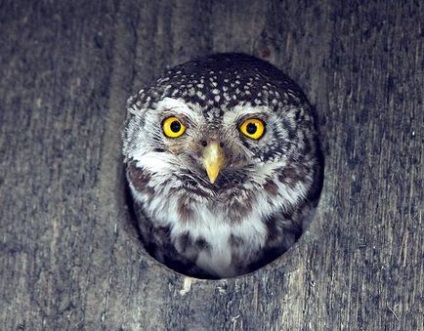 Passerine bufnita, vrabia-vrabia (glaucidium passerinum) fotografie, campuri de distributie a terenurilor