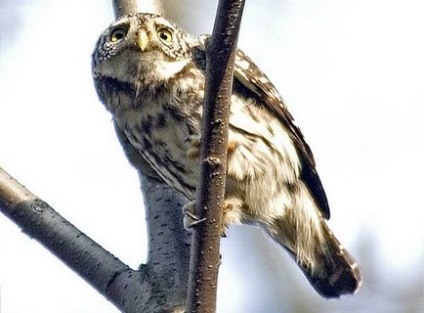 Passerine bufnita, vrabia-vrabia (glaucidium passerinum) fotografie, campuri de distributie a terenurilor