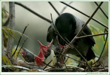 Ravens - legokosabb teremtés