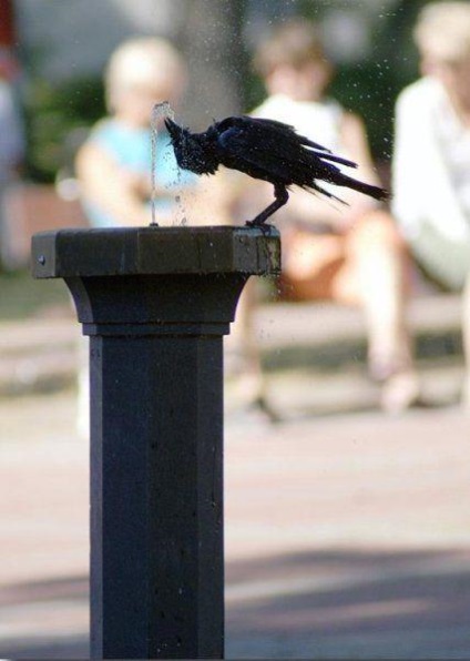Ravens sunt cele mai inteligente creaturi
