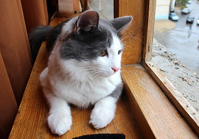 În Sankt Petersburg, a adoptat o lege privind vârfurile pisicilor