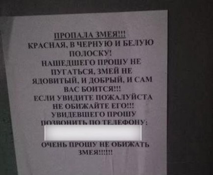 У Ростові дворовий кіт допоміг знайти загублену домашню змію