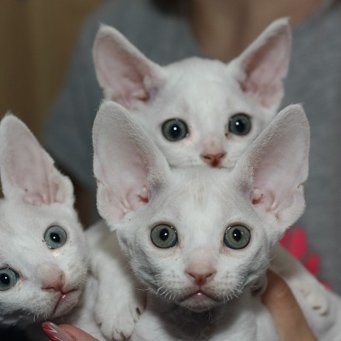 Caracterul Devon Rex