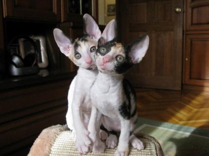 Caracterul Devon Rex