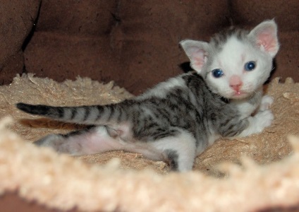 Caracterul Devon Rex