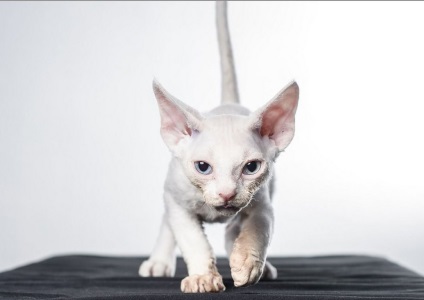 Caracterul Devon Rex