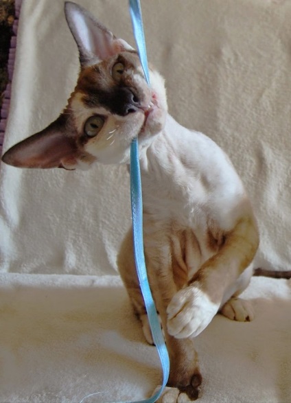 Caracterul Devon Rex