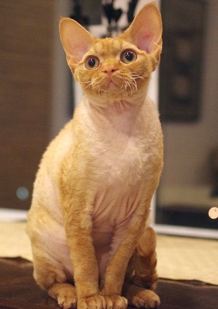 Caracterul Devon Rex