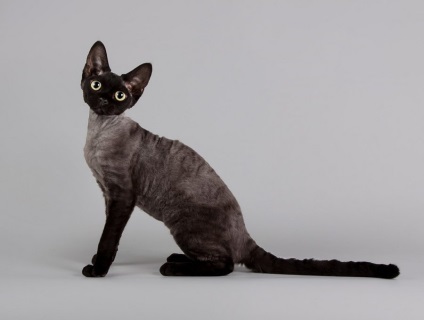 Caracterul Devon Rex