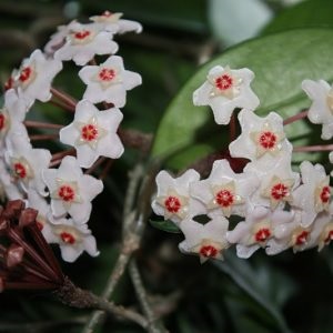 Hoya (ierarhia de ceară) pot să rămân acasă