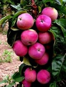 Яблуні колоноподібні - ЛПГ плодорозсадник - всеволожский