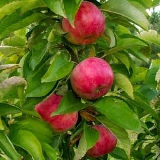 Arborii de arbori sunt în formă de coloană - pepinieră de fructe este Vsevolozhsky