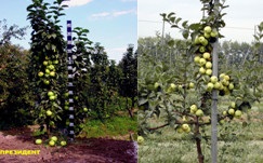 Яблуні колоноподібні - ЛПГ плодорозсадник - всеволожский