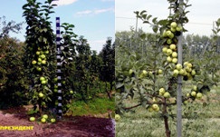 Oszlopos almafa - LPH plodopitomnik - Vsevolozhsk (gyümölcsfák) Oszlopos almafa - LPH plodopitomnik - Vsevolozhsk