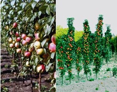 Oszlopos almafa - LPH plodopitomnik - Vsevolozhsk (gyümölcsfák) Oszlopos almafa - LPH plodopitomnik - Vsevolozhsk