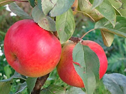Apple Tree kabala 396 - kertész Proskurin