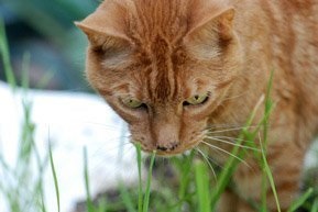 Отруйні рослини для кішок, небезпеки для кішки