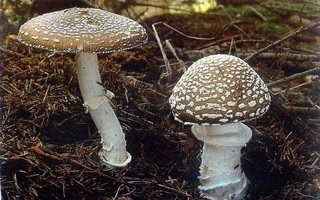 Pantherul agaric de ciuperci otrăvitoare de ciuperci prin descriere și fotografie poate fi distins de alte specii