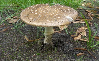 Pantherul agaric de ciuperci otrăvitoare de ciuperci prin descriere și fotografie poate fi distins de alte specii