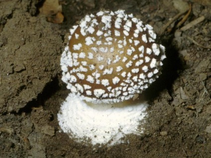 Отруйний гриб - пантерний мухомор