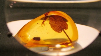Acidul amber este un beneficiu pentru sănătate