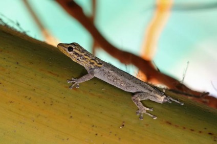 Lizard - felülmúlhatatlan mestere álcázás jellegű