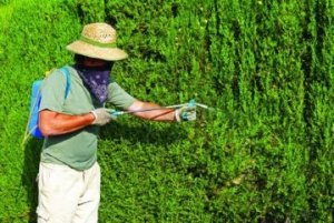 South American molie de tomate și alte tipuri de miner, măsuri de combatere a dăunătorilor