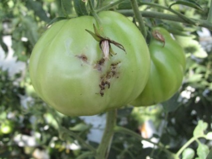 Південноамериканська томатна міль та інші види минирующих, заходи боротьби з шкідниками