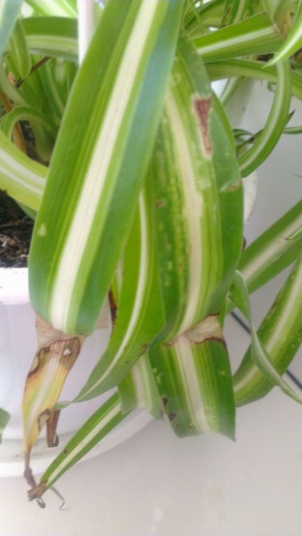 Chlorophytum a fost bolnav cum să trateze