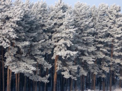 De ce să mergeți la bucuria vieții orașului Siberia