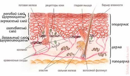 De ce stim structura pielii epidermului, dermei, hipodermului
