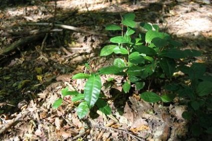 Zakarpattia tea