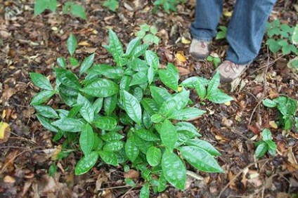 Zakarpattia tea