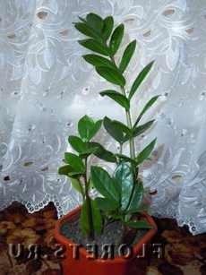 Zamiokulkas houseplant zamiokulkas zamielistny acasă plante de interior