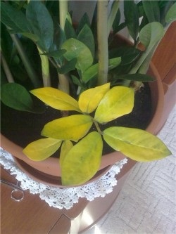 Zamioculcas, грижи у дома