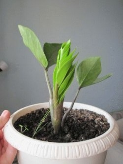 Zamioculcas, ápolási otthon