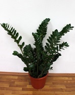 Замиокулькас заміелістний - zamioculcas