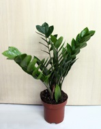 Zamiokulkas Zamiolkalny - zamioculcas