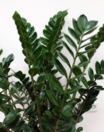 Замиокулькас заміелістний - zamioculcas