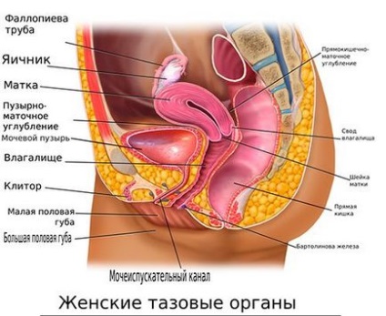 Stagnarea sângelui în organele pelvine la femei și bărbați